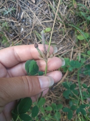 Argyrolobium biebersteinii