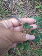 Argyrolobium biebersteinii