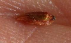 Staberoha distachyos