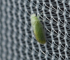 Aphalaroida spinifera