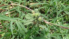 Fuertesimalva limensis