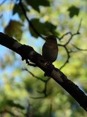 Fringilla coelebs