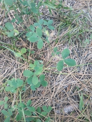 Argyrolobium biebersteinii