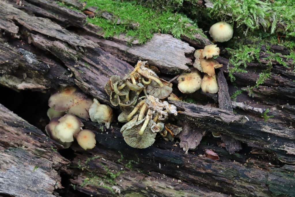 Hypholoma fasciculare · August 2021 · photo: © ninacourlee (iNaturalist, cc-by)