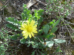 Othonna auriculifolia