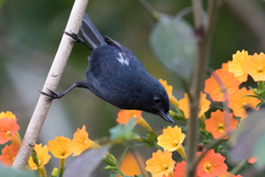 Diglossa albilatera