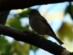 Fringilla coelebs