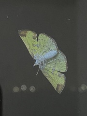 Corymica