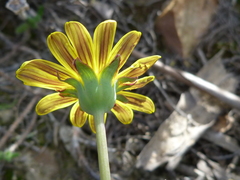 Othonna auriculifolia