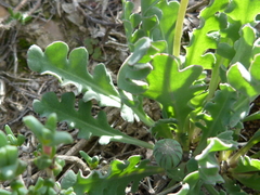 Othonna auriculifolia