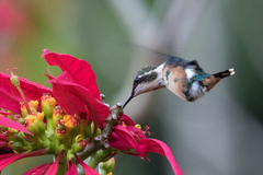 Chaetocercus astreans