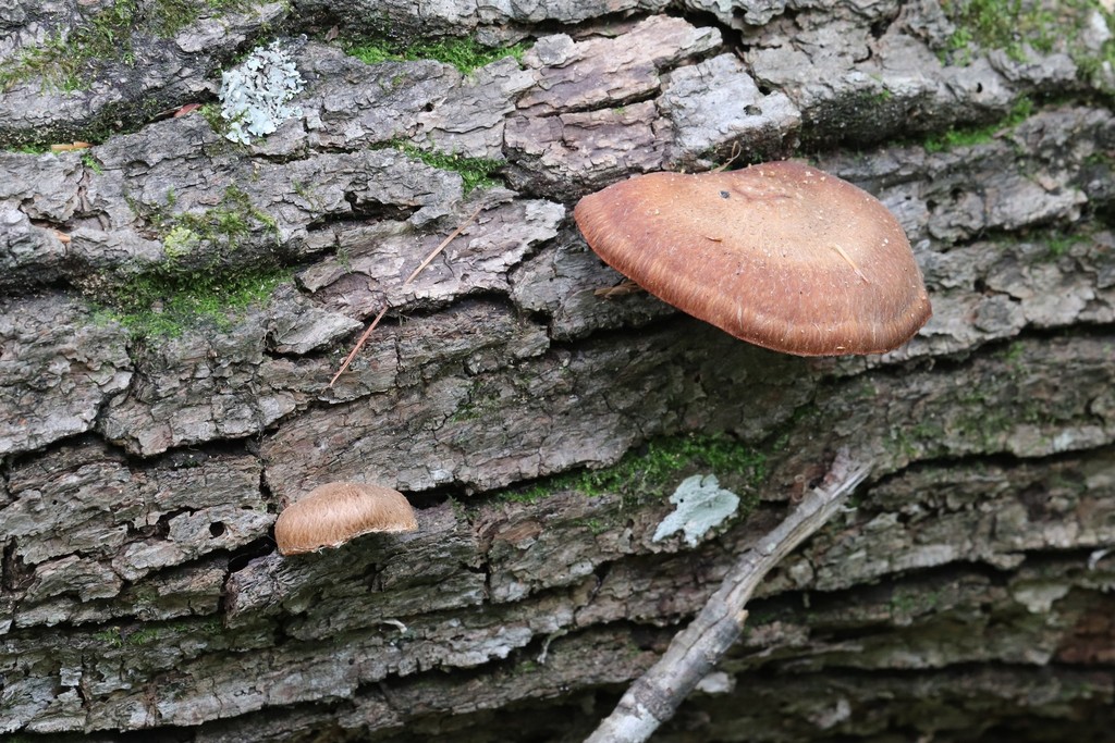 Lentinula edodes · August 2021 · photo: © ninacourlee (iNaturalist, cc-by)