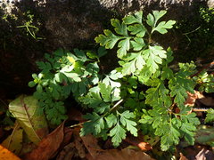 Geranium robertianum