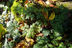 Geranium robertianum