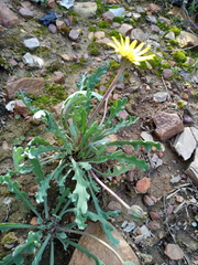 Othonna auriculifolia