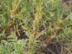 Astragalus denudatus