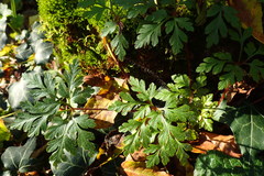 Geranium robertianum