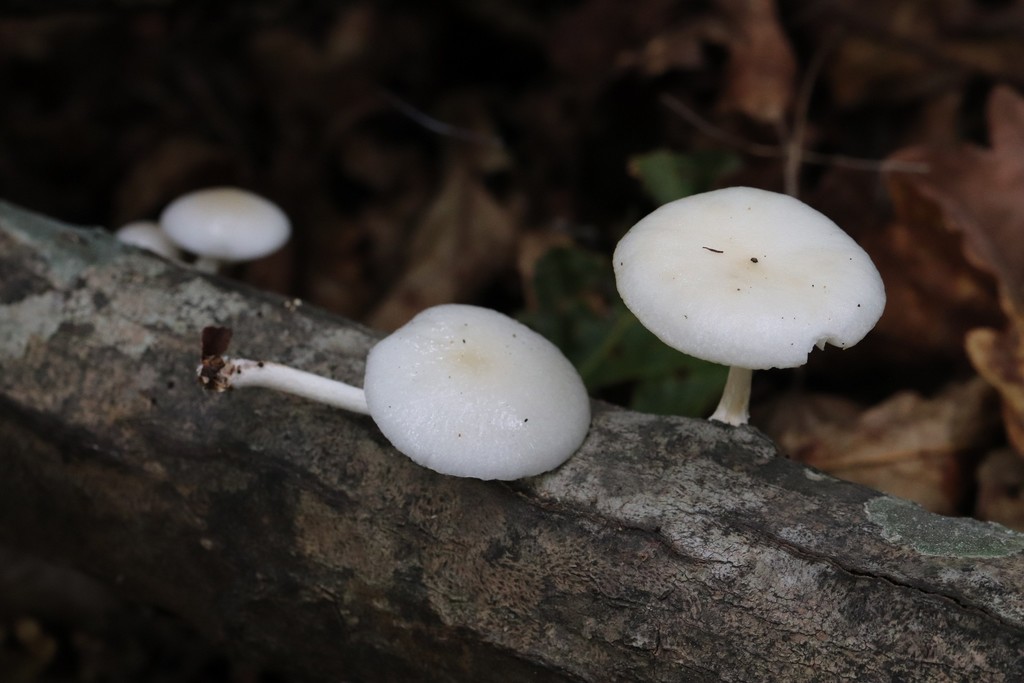 Oudemansiella mucida · August 2021 · photo: © ninacourlee (iNaturalist, cc-by)