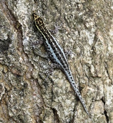 Lygodactylus scorteccii