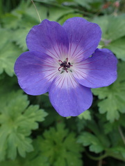 Geranium sylvaticum