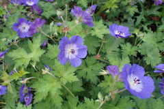 Geranium sylvaticum