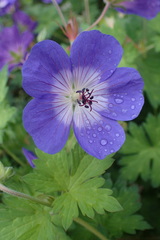 Geranium sylvaticum