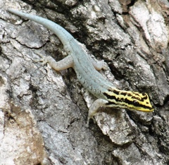 Lygodactylus scorteccii