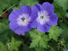 Geranium sylvaticum