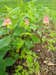 Aquilegia canadensis