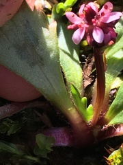 Micranthes razshivinii