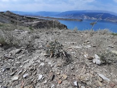 Matthiola daghestanica