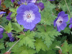 Geranium sylvaticum