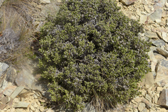 Helichrysum intermedium
