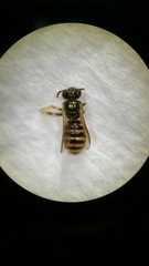 Ceylalictus appendiculatus