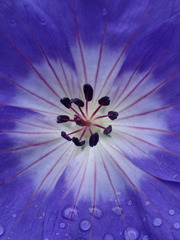 Geranium sylvaticum