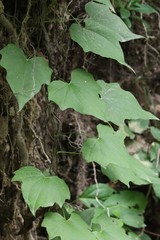 Dioscorea nipponica