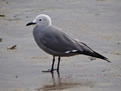 Leucophaeus modestus