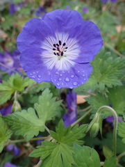 Geranium sylvaticum