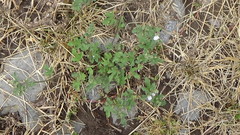 Fuertesimalva limensis