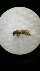 Ceylalictus appendiculatus