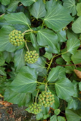 Hedera helix