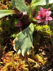 Micranthes razshivinii