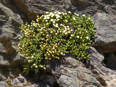Helichrysum intermedium