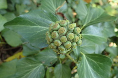 Hedera helix