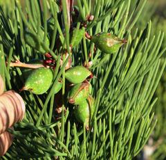 Hakea drupacea