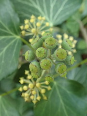 Hedera helix