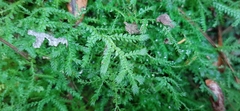 Selaginella porphyrospora