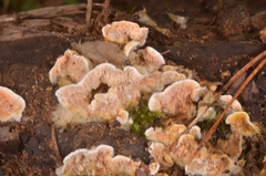 Leucogyrophana mollusca