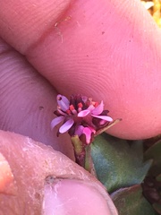 Micranthes razshivinii