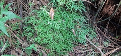 Selaginella porphyrospora
